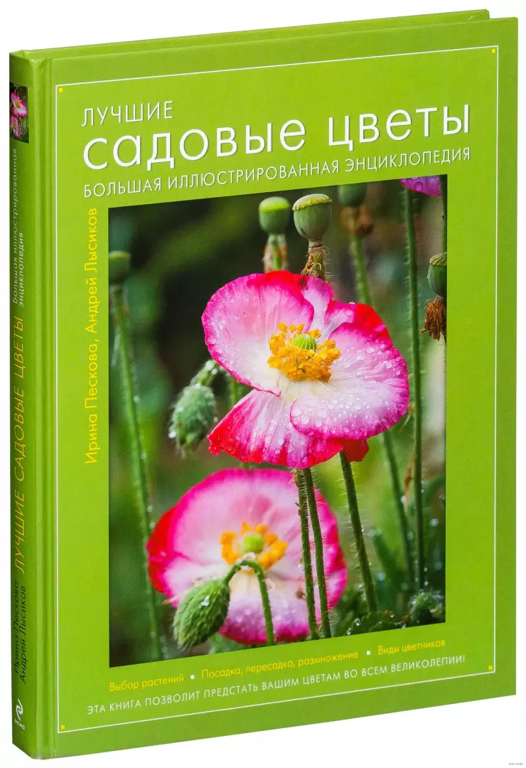 20 растений с большими цветками – яркие акценты для вашего сада | Дизайн участка (showypersonality.ru)